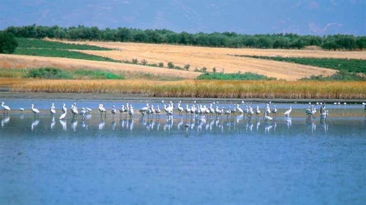Η Βιστωνίδα στο Σταυροδρόμι της Επιβίωσης