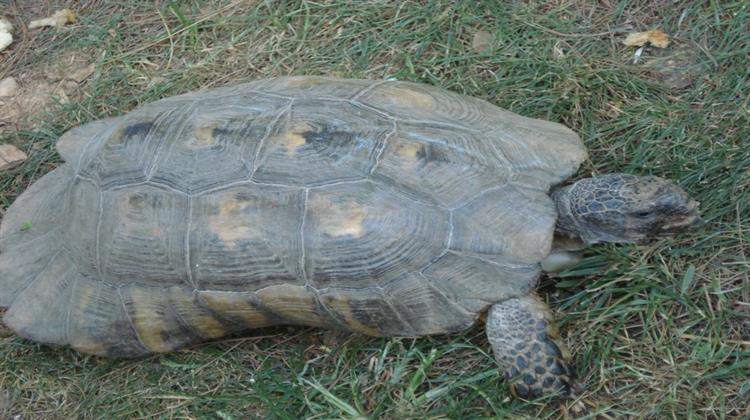 Η Άγρια Ζωή Επιβιώνει και στην Αθήνα