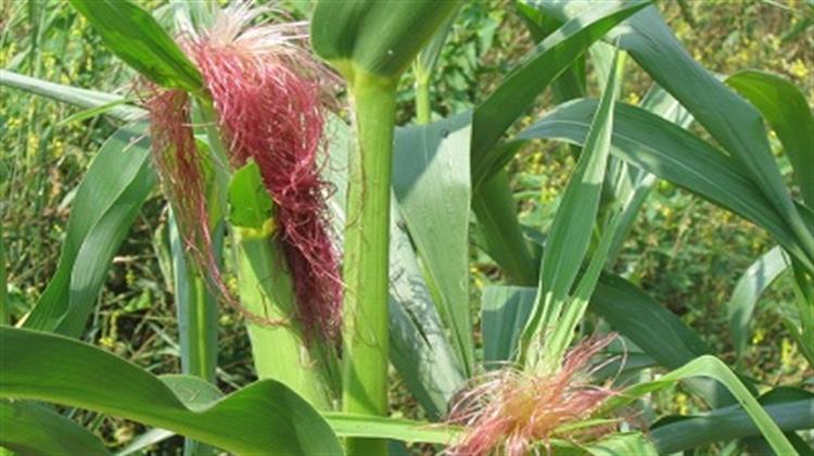 Ασφυκτικές Πιέσεις στην Βιολογική Γεωργία στην Ελλάδα