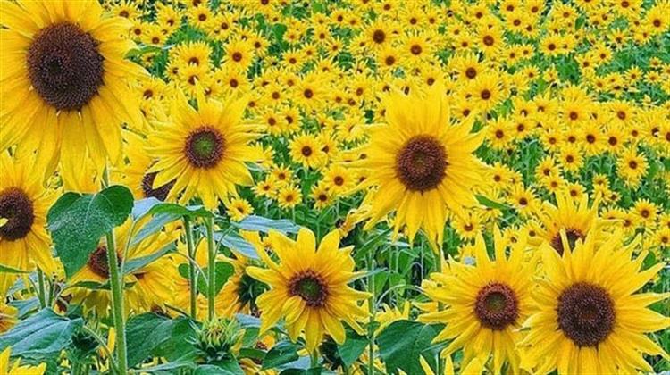 Ηλίανθος: Ένα Ενεργειακό Φυτό με Μεγάλες Προοπτικές Ανάπτυξης στην Ελλάδα