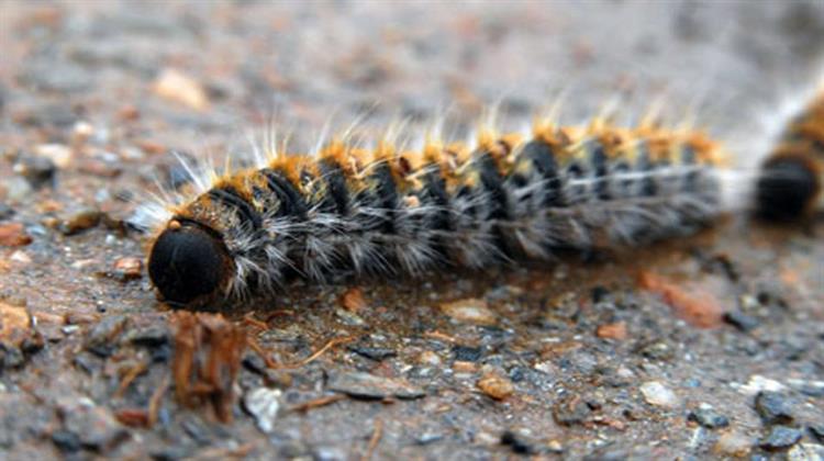 Αύξηση Πληθυσμών της Κάμπιας Φέτος