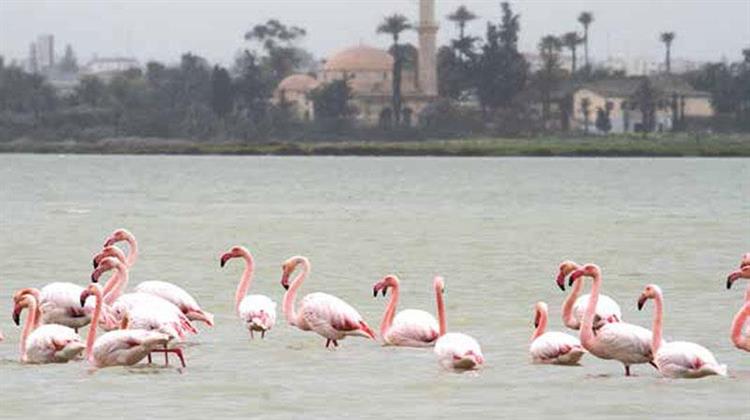 Φωτοβολταϊκό Πάρκο στις Αλυκές Λάρνακας