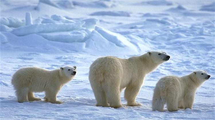 Οι Πολικές Αρκούδες Γίνονται Κλιματικοί Πρόσφυγες