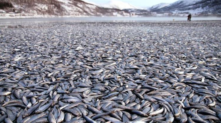 Τα Ψάρια θα Εξαφανιστούν με Πολύ Ταχύτερους Ρυθμούς Από τις Αρχικές Εκτιμήσεις