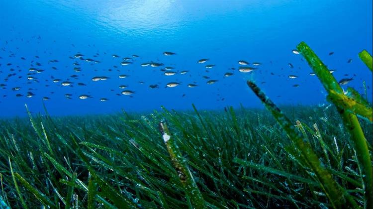 Τα Λιβάδια της Ποσειδωνίας Καθαρίζουν το Θαλασσινό Νερό