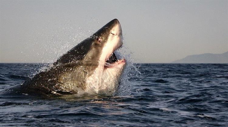 Επιθέσεις: Η Είδηση Είναι ο Καρχαρίας Ή ο Άνθρωπος;