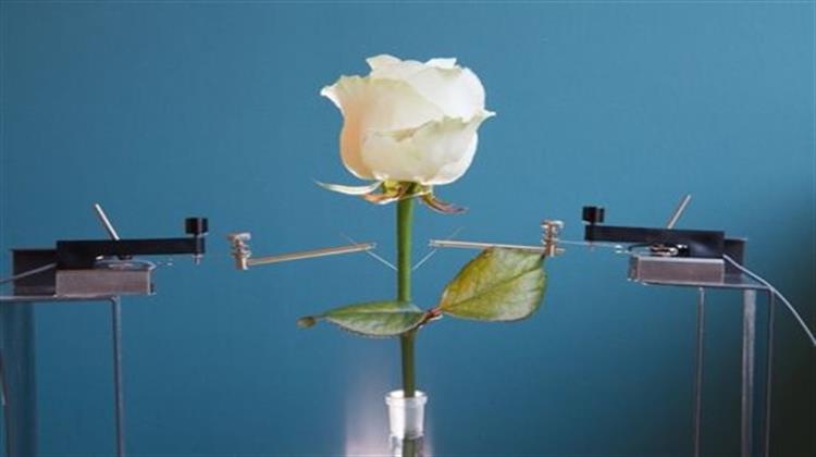 Ρεύμα από Τριαντάφυλλο Δημιούργησαν Ερευνητές στη Σουηδία