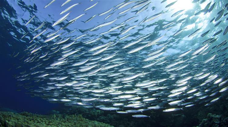 Μέσα σε 59 Χρόνια Χάθηκε από τη Μεσόγειο το 41% των Θαλάσσιων Θηλαστικών και το 34% των Ψαριών