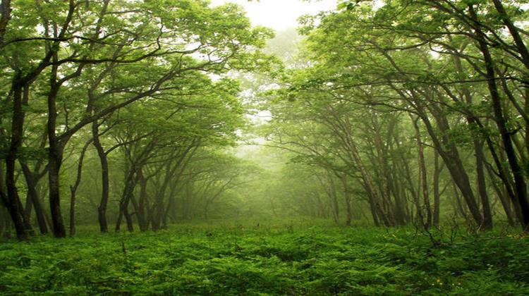 Σχεδόν 9.600 Είδη Δέντρων Απειλούνται με Οριστική Εξαφάνιση