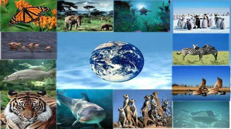 Κομισιόν: Νέο Σχέδιο Δράσης για την Προστασία της Βιοποικιλότητας
