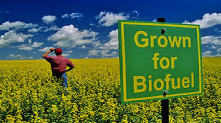 Tέλος στα Βιοκαύσιμα με Βάση τις Καλλιέργειες Ζητούν Ολλανδοί Επιστήμονες