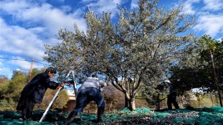 Η Αποκρυπτογράφηση του Γενετικού Υλικού της Ελιάς - Έρευνα στην Ελλάδα