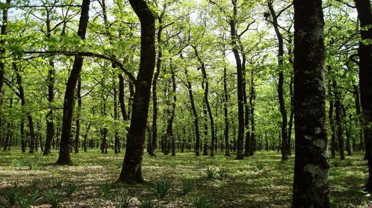 ΥΠΕΝ: Σε Τελικό Στάδιο Διαβούλευσης η Υπουργική Απόφαση με την Εθνική Στρατηγική για τα Δάση