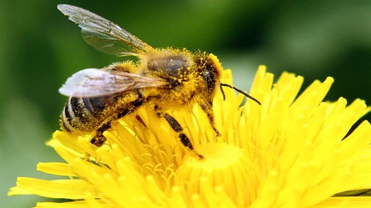 Γαλλία: Η Πρώτη Χώρα στην Ευρώπη που Απαγορεύει και τα Πέντε Φυτοφάρμακα που Σκοτώνουν τις Μέλισσες