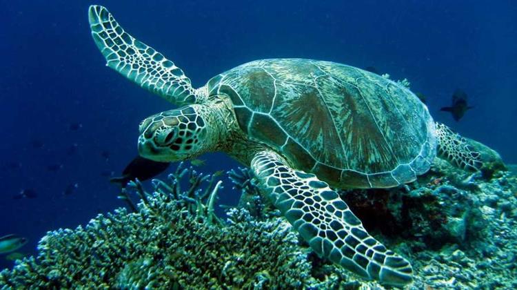 Πάνω Από Χίλιες Φωλιές της Χελώνας Caretta - Caretta το 2018 στη Ζάκυνθο