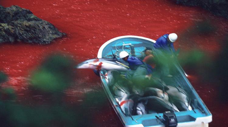 Στα Ιαπωνικά Δικαστήρια η Σφαγή των Δελφινιών στο Ταϊτζί