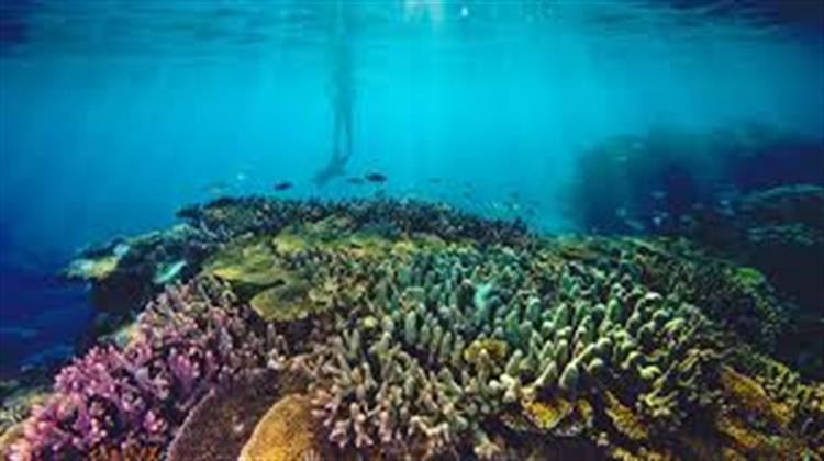 Ο Μεγάλος Κοραλλιογενής Ύφαλος Δυσκολεύεται να Παράγει Νέα Κοράλλια