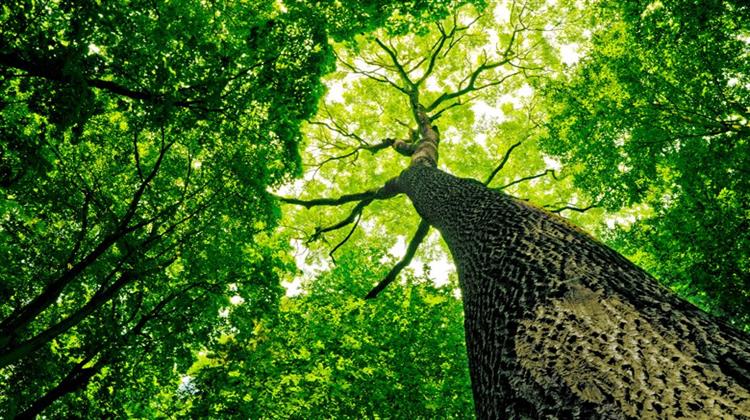 Μπορεί η Φύτευση 1 τρισ. Δέντρων να Αποτρέψει την Αλλαγή του Κλίματος;