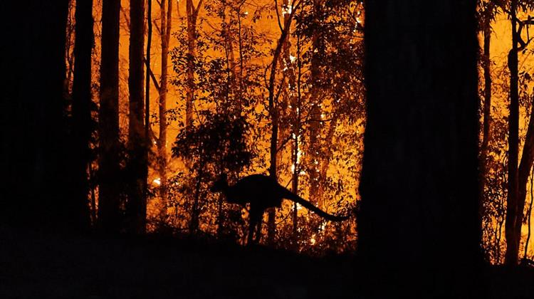 Ολοκαύτωμα για την Πανίδα οι Πυρκαγιές στην Αυστραλία