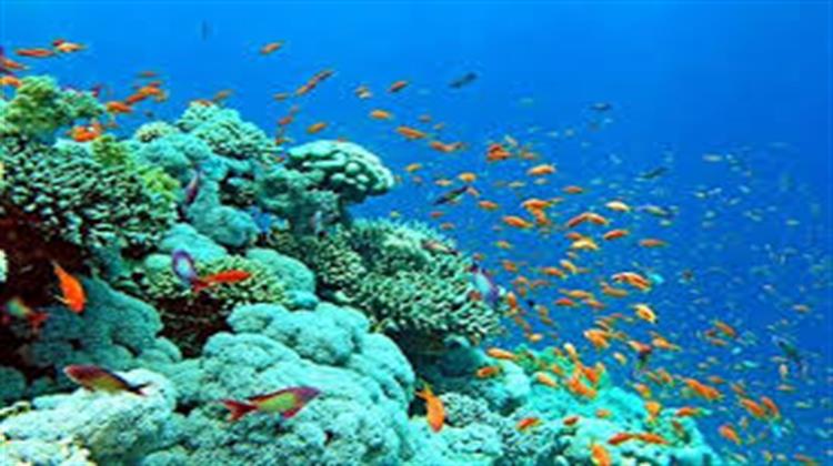 Η Κλιματική Αλλαγή θα Έχει «Σκοτώσει» Όλους τους Κοραλλιογενείς Υφάλους Έως το 2100