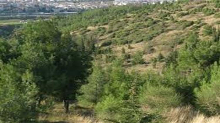 Φλοιοφάγο Έντομο Συνεχίζει να Καταστρέφει τα Δέντρα στο Σέιχ Σου