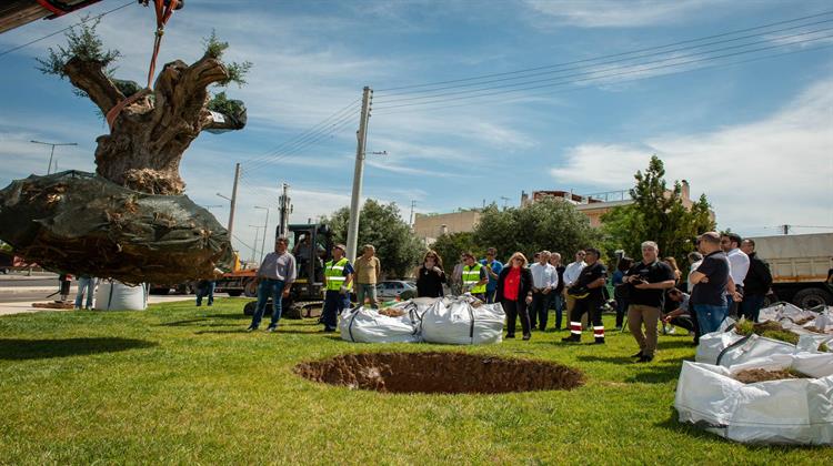 Παγκόσμια Ημέρα Περιβάλλοντος: Η ΕΡΓΟΣΕ Παραδίδει Ελαιόδεντρα στο Δήμο Αθηναίων και στον Δήμο Ιλίου προς Μεταφύτευση
