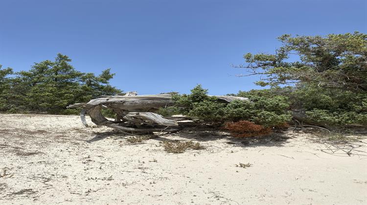 Κ. Χατζηδάκης: Αυτοί που «Kλαίνε» για τις Natura τις Eίχαν Eγκαταλείψει!