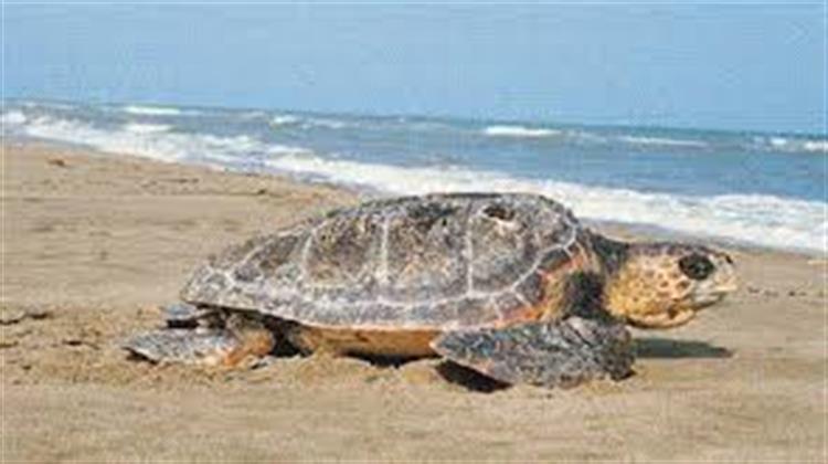 :   33      Caretta-Caretta