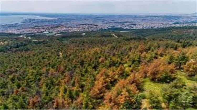 Αναγεννάται Φυσικά το Δάσος του Σέιχ Σου Μετά την Απομάκρυνση των Δένδρων που Είχαν Προσβληθεί Από το Φλοιοφάγο Έντομο