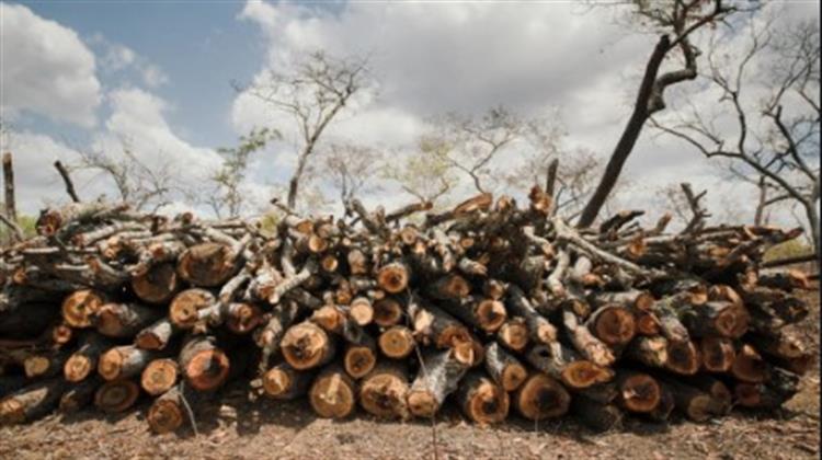 WWF: Χάθηκαν 430 Εκατομμύρια Στρέμματα Δασών από το 2004 έως το 2017