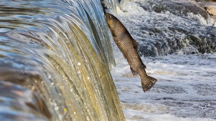 Έκθεση World Forgotten Fishes: Σε άμεσο Κίνδυνο τα Ψάρια του Γλυκού Νερού