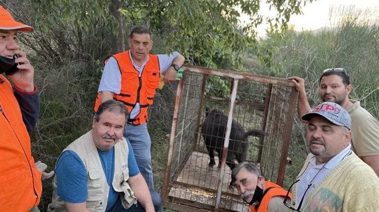 Συκιές: Ιχνηλάτες-Ασύρματη Κάμερα στην Επιχείρηση Εγκλωβισμού Αγριόχοιρου