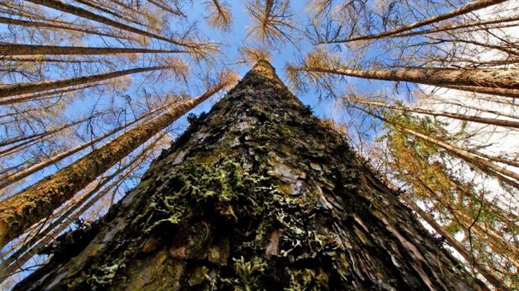 Σχεδόν το Ένα στα Τρία Είδη Δέντρων της Γης Κινδυνεύουν με Εξαφάνιση