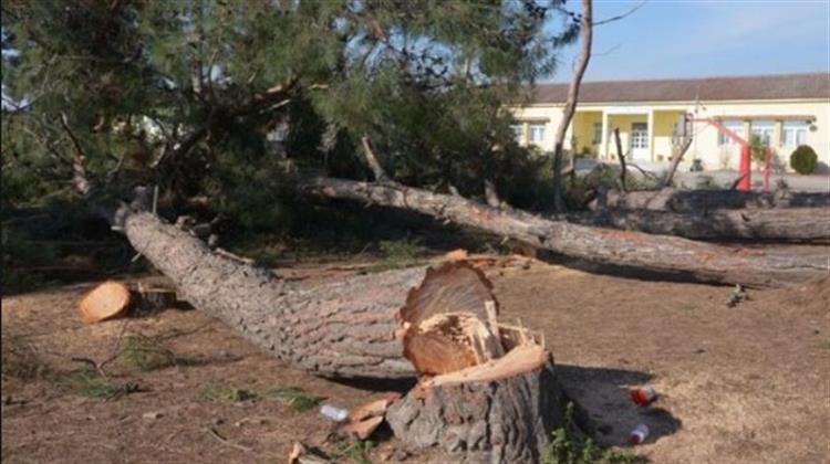ΥΠΕΝ: Απλοποιείται η Διαδικασία για Κλαδεύσεις και Απομακρύνσεις Δέντρων σε Ιδιωτικές Εκτάσεις, Εκτός Ορίων Οικισμού