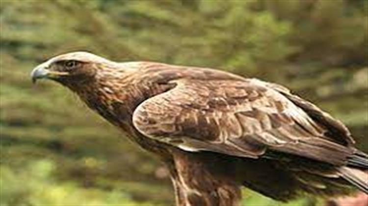 Εκτός Ελέγχου η Δηλητηρίαση των Άγριων Ζώων στην Ελλάδα (Infographics)