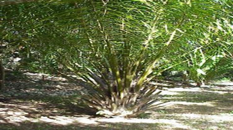Τα βιοκαύσιμα και η ανάπτυξη της Κίνας εκτινάσσουν τις τιμές του φοινικέλαιου.