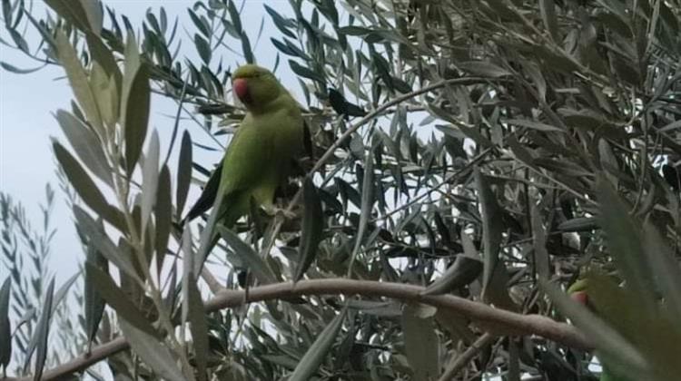 Οι Πράσινοι Παπαγάλοι Πληθαίνουν στη Θεσσαλονίκη