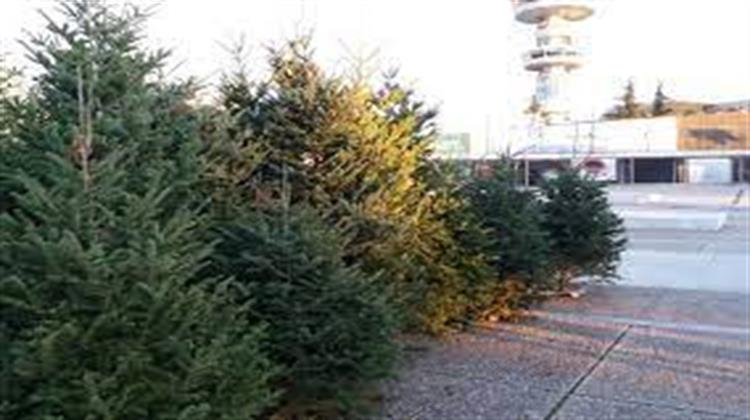 Αττική: Δήμοι Ξεκινούν Πρόγραμμα για την Ανακύκλωση των Φυσικών Χριστουγεννιάτικων Δέντρων