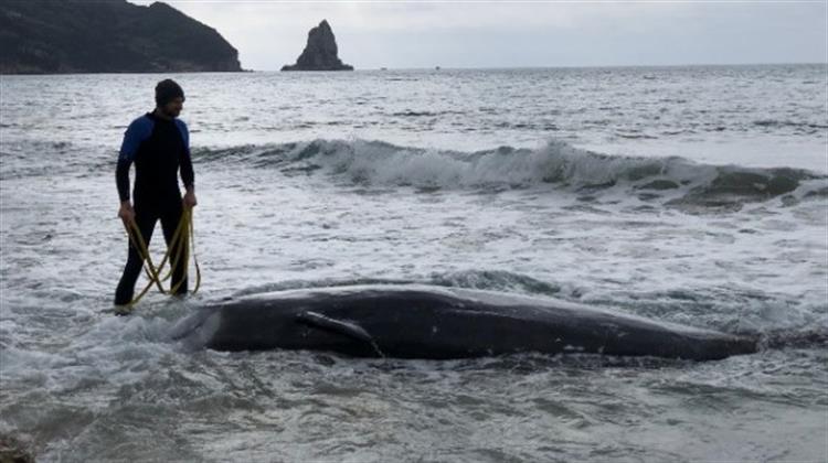 GreenPeace: Γιατί οι Σεισμικές Έρευνες Απειλούν τις Θάλασσές μας;