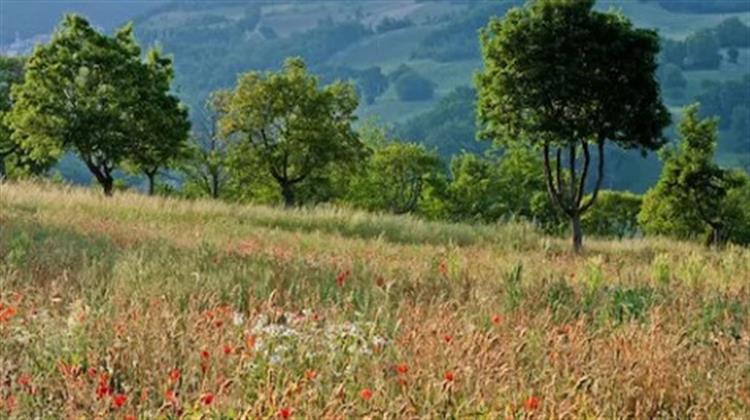 Αμυράς για Διασωθέντες Αγρούς: «Μεταρρύθμιση που οι Έλληνες Περίμεναν από το 1979»- Αντιδρούν οι Δασολόγοι