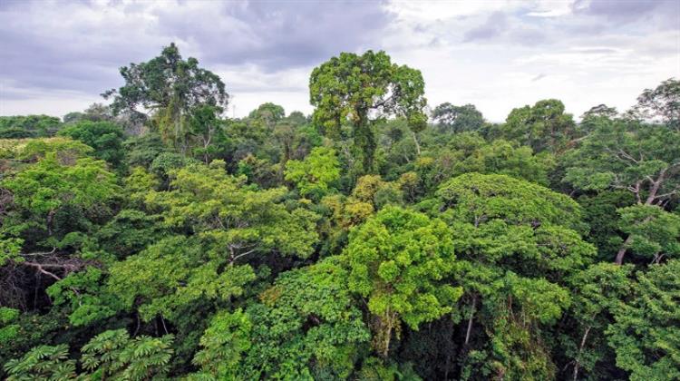 Η Kλιματική Aλλαγή Eξοντώνει τα Tροπικά Δέντρα