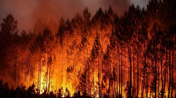 Τα Τελευταία 20 Χρόνια Διπλασιάστηκε η Επιφάνεια των Δασών που Καταστρέφεται από  Πυρκαγιές