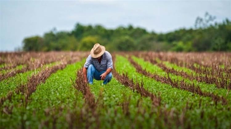 Growing Agricultural Productivity in Brazil: Efficiency, Innovation and Sustainability
