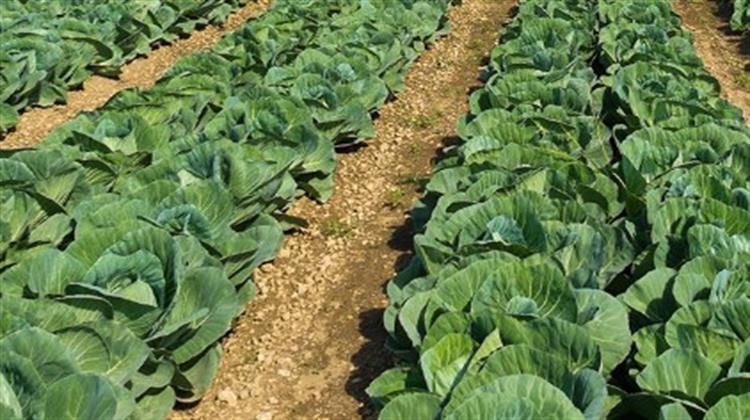Οι Kαλλιεργητές Λαχανικών στην Ευρώπη Προειδοποιούν για Ελλείψεις Λόγω της Ενεργειακής Κρίσης