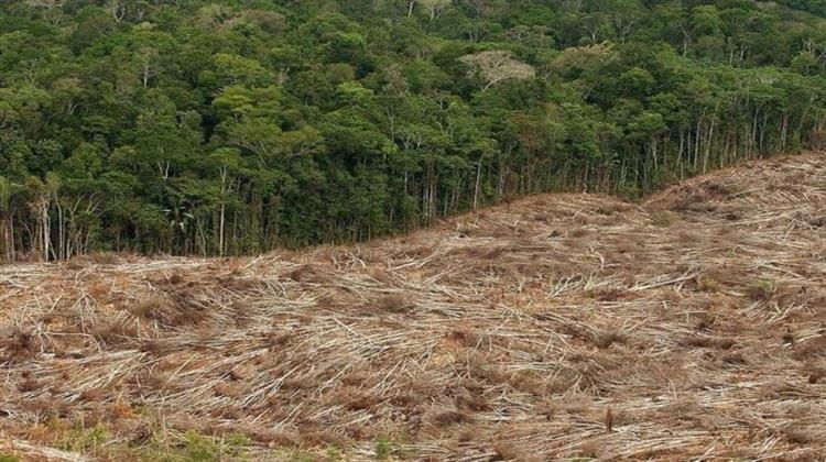 Αποψίλωση Δασών: Τελευταίες Διαπραγματεύσεις για να Πρασινίσουν οι Εισαγωγές της ΕΕ
