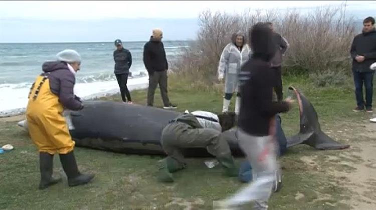 Νεκρές Φάλαινες Ξεβράστηκαν στις Ακτές της Κύπρου – Πιθανή Σύνδεση με τους Σεισμούς σε Συρία και Τουρκία