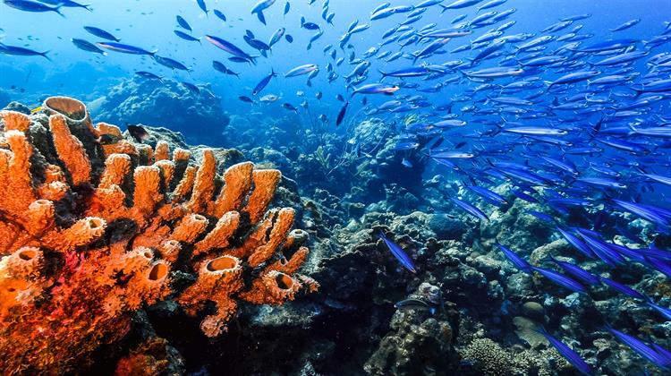 ΕΕ: Παγκόσμια Συμφωνία για την Προστασία και τη Βιώσιμη Χρήση των Πόρων και της Βιοποικιλότητας των Ωκεανών