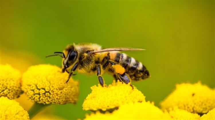 Greenpeace: Η ΕΕ Εξάγει Ετησίως Φυτοφάρμακα, που Σκοτώνουν τις Μέλισσες