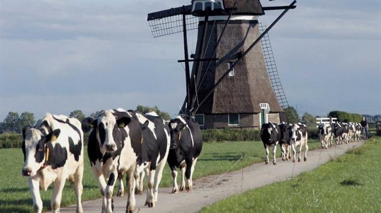 Οι Aγελάδες Διχάζουν την Ολλανδία, Αφότου η κυβέρνηση Δίχασε τις Αγελάδες