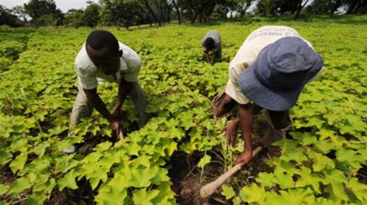 Η Ιταλική Eni Επενδύει στον Αγροτικό Τομέα της Αφρικής για να Επεκτείνει την Παραγωγή της στα Βιοκαύσιμα